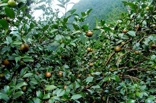 油茶种植技术，及病虫害防治分析，提高茶油产量