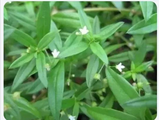 每日一味中药——白花蛇舌草