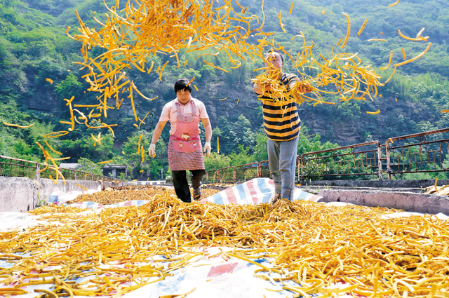 聚焦云南中医药丨云南16州市道地药材地图来了！