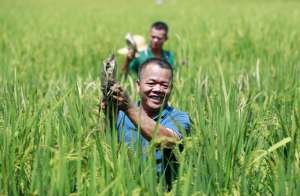 扶绥种植(「乡村振兴看广西」广西扶绥：稻鳖同住一片田 村民走出致富路)