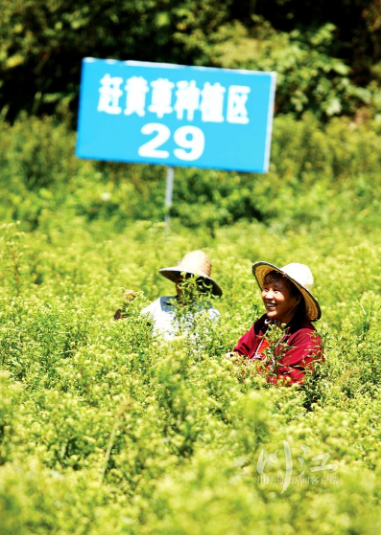 投入大、见效慢，TA们如何种出“道地”中药材？