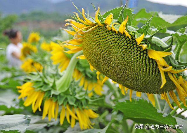 向日葵“烂头病”最新防治方法，六大措施有效防治90%，亲测有效