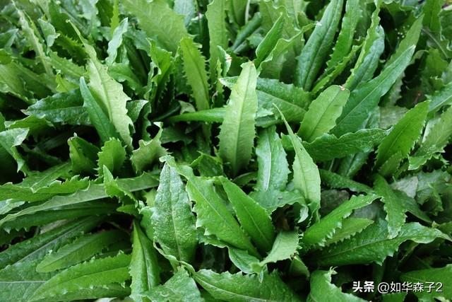 油麦菜怎么催芽？实用知识了解，让种植更简单！