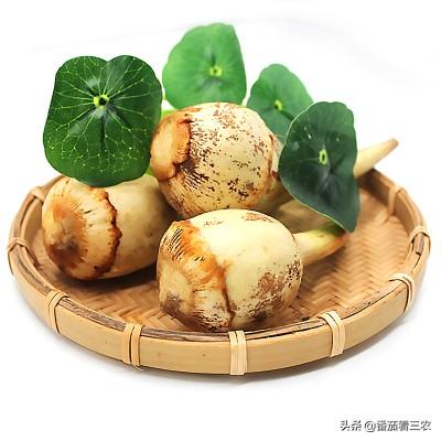 曾为宫廷贡品，春节档时蔬，掌握高产技巧，小慈姑也能种出高效益