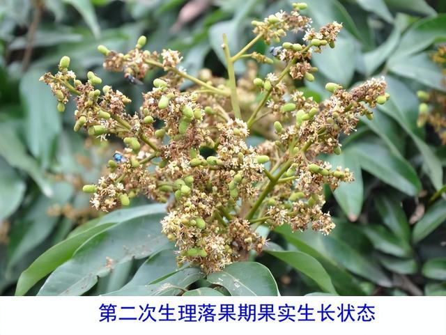 荔枝1-12月详细种植管理日记：如秋冬梢管理、及保花保果等记录