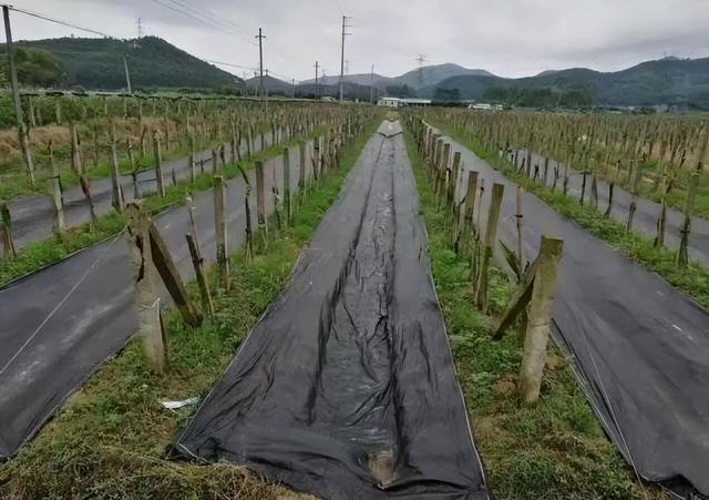 防草布在农业中的用途及优势