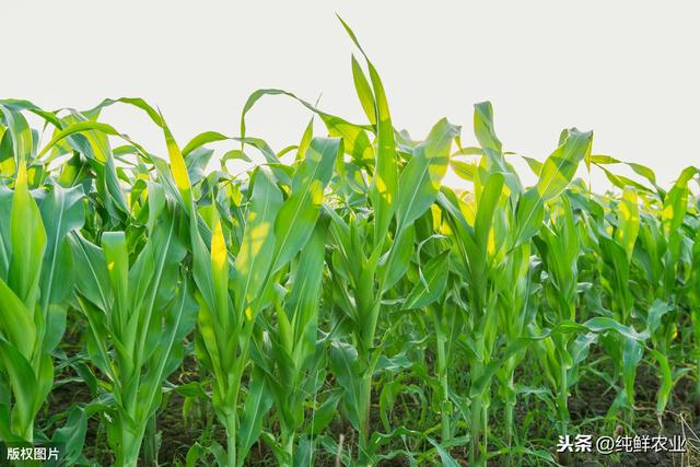 优质糯玉米高产种植技术，种植达人来支招，保证大丰收