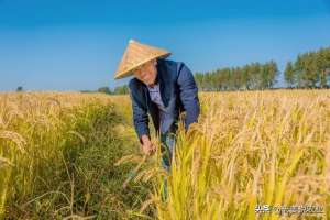 水稻种植时间(水稻价格开始落价，2023年10月11日最新水稻价格行情)