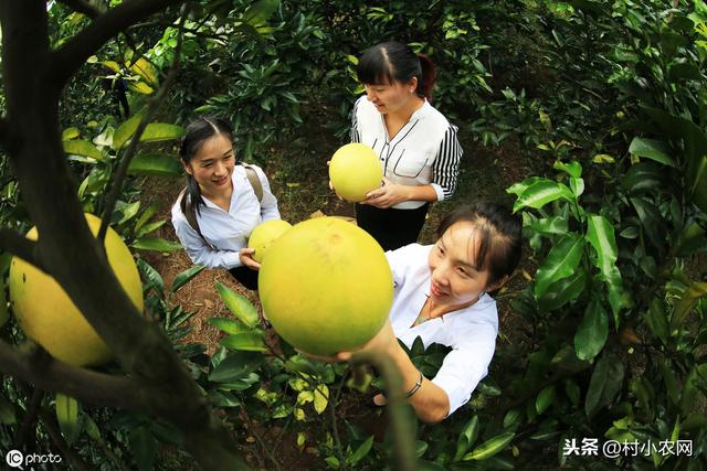 在农村想种红肉蜜柚来赚钱，做好管理很重要，它又该如何栽培呢？