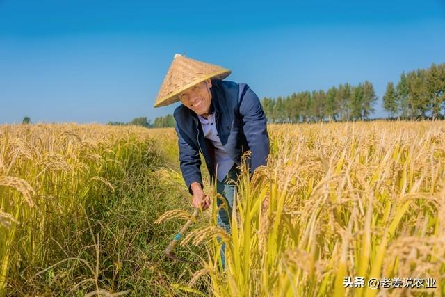 水稻价格开始落价，2023年10月11日最新水稻价格行情