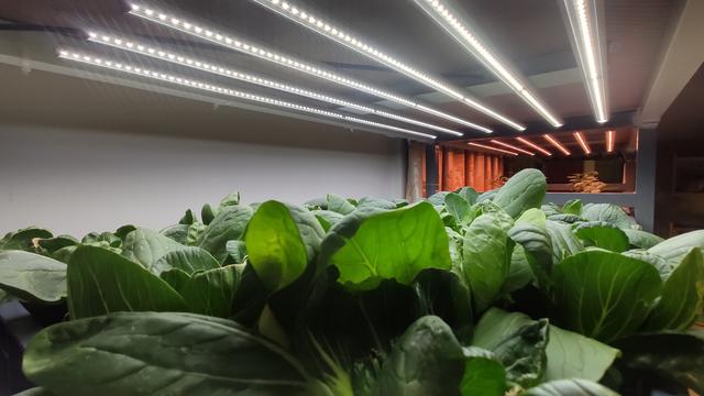 室内植物补光方案，LED植物灯的发展趋势