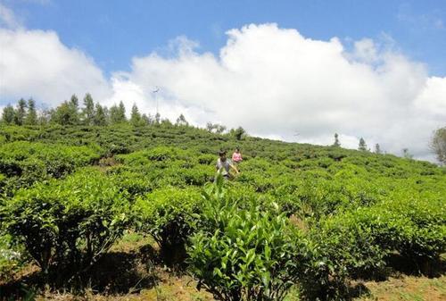 油茶种植技术，及病虫害防治分析，提高茶油产量