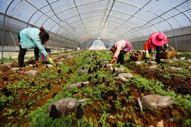 外来女婿蔬菜大棚种蘑菇一个卖10块，1平上百个，换茬栽种效益高