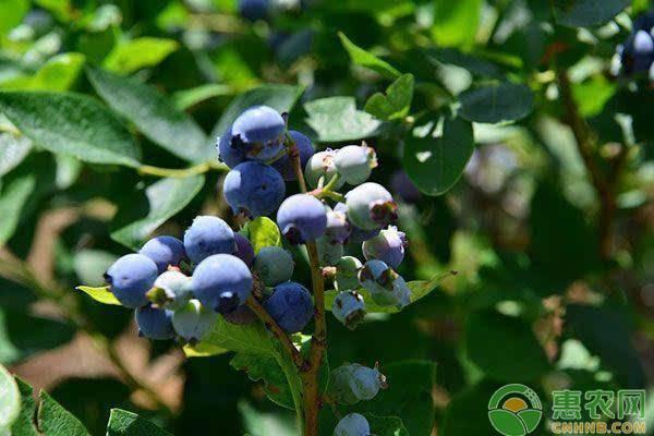 蓝莓怎样种植果子才甜？蓝莓几年结果？