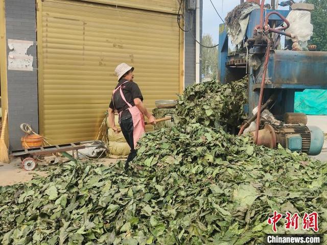 （乡村行·看振兴）河南内乡乡村特色种植的“三棵树”