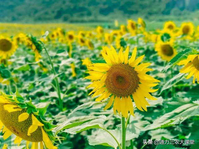 向日葵“烂头病”最新防治方法，六大措施有效防治90%，亲测有效