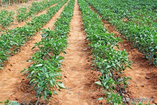 辣椒种植技巧，助你提高产量并增加花果结果