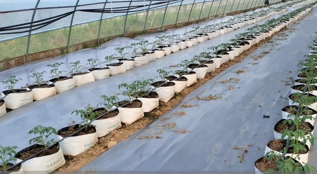 便宜又耐用的种植袋，适合种瓜种菜，一个袋子栽两棵，很方便