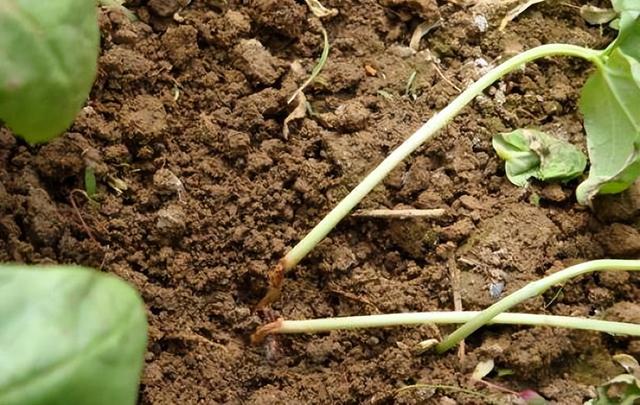 西兰花（青花）品种、种植技术和田间栽培管理