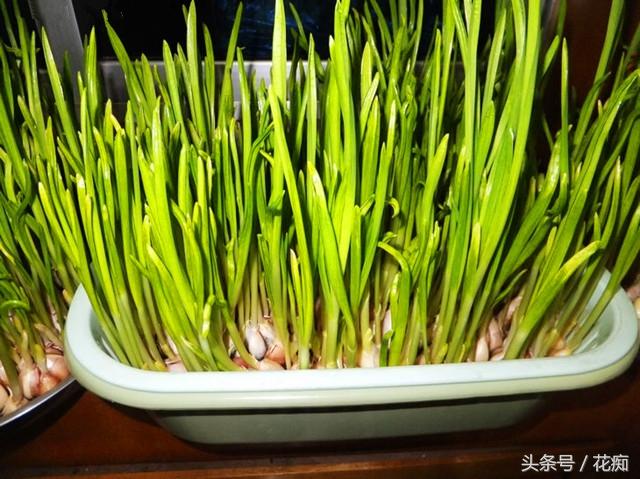 冬天家里种盆这菜，好养长得快，20天就吃一茬，整冬天不用买菜