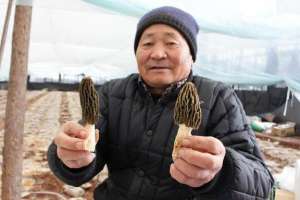 种植平菇挣钱吗(外来女婿蔬菜大棚种蘑菇一个卖10块，1平上百个，换茬栽种效益高)