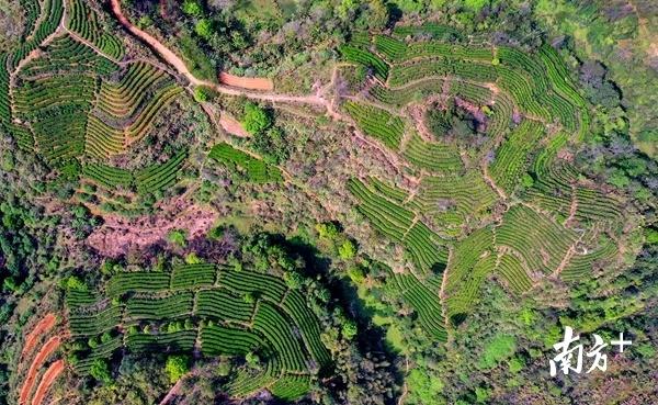 茶香萦绕近60年，梅州蕉岭抢抓机遇擦亮“蕉特”新名片