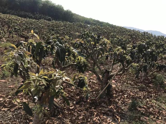 修剪也有那么多讲究！晚熟VS早中熟芒果品种修剪有何不同？