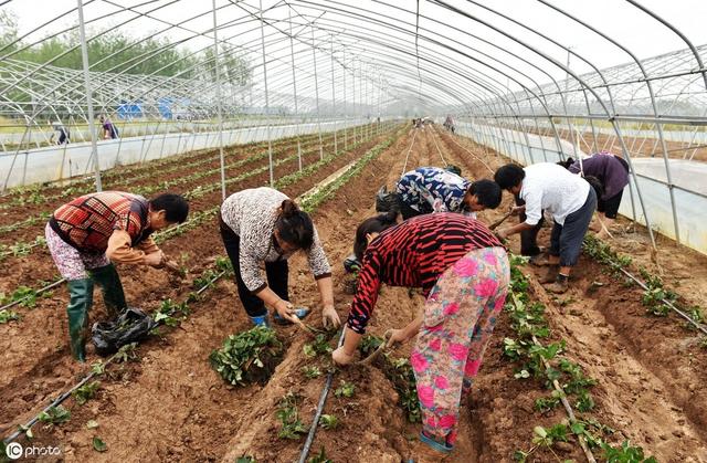 草莓套种大蒜、香葱，能防治白粉病、炭疽病……且每亩增收6000元