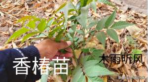 香椿树的种植方法(香椿怎么种植？一亩地栽多少棵比较好？)