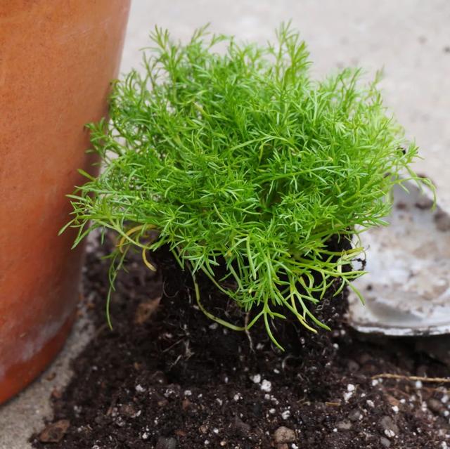 在花盆里种花开灿烂的洋甘菊，教你播种培育幼苗，花朵可不断采摘