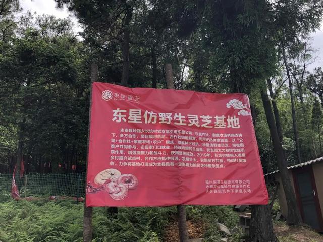 永泰岭路：如盆大的灵芝等你来采