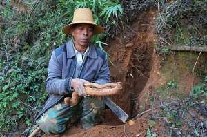 野生山药和种植山药(把握4要点，山区野生山药栽培不是梦，农民获取生态红利)