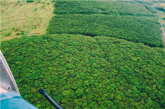 这8种植物放家里，胜过空气净化器