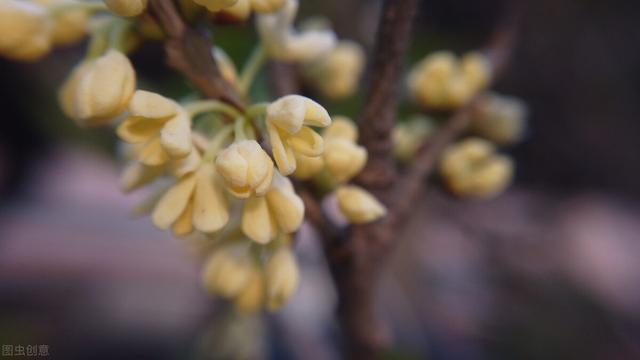 阳台光照好，就养8种“喷香”花，好养又耐热，香气飘满屋