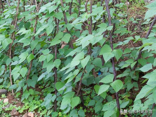 晚豆角和晚黄瓜种植小技巧，出苗齐、长势壮，后期结果一茬接一茬