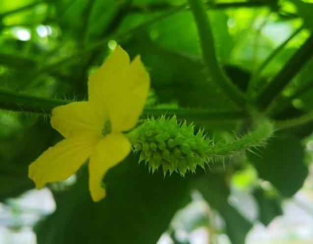 雨水较多，种植火参果需注意哪些问题？