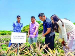 凤梨种植视频(凤梨“台农17号”试种亩产达万斤)