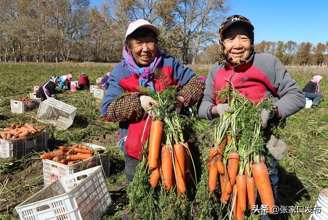 张家口张北县胡萝卜起收忙