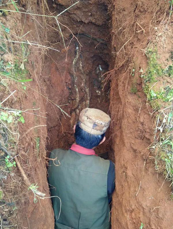 把握4要点，山区野生山药栽培不是梦，农民获取生态红利