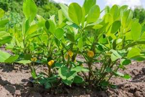 花生苗种植方法(花生苗期养护要点，避免常见问题，轻松收获满满果实)