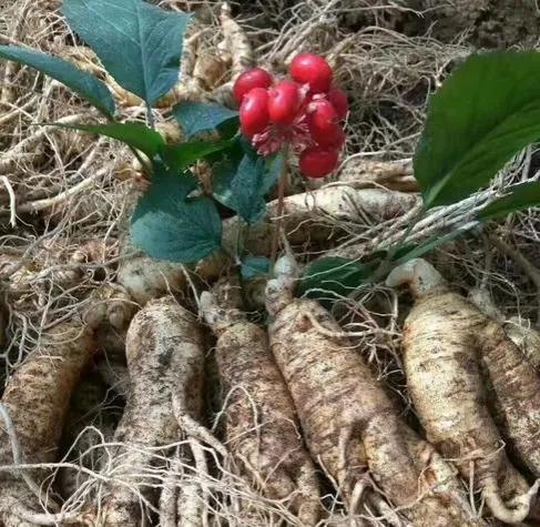 种植西洋参亩入2万多元，农村致富好门路，但投资大风险也较大