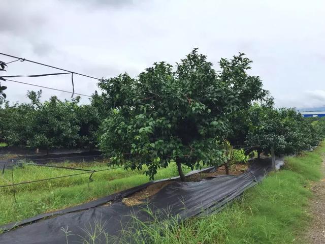 沃柑种植最土豪、最标准的基地，第一年投产就收获了3个没想到