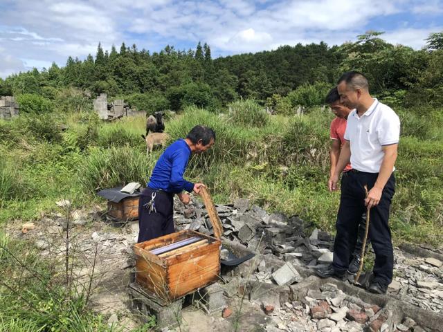 永泰岭路：如盆大的灵芝等你来采