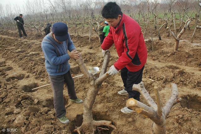 为什么说“春栽果树在于早”，该早到什么时候才适合？晚了会咋样