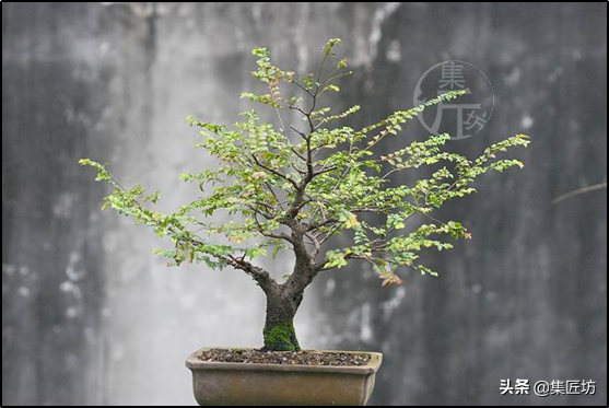 起死回生！历时13载，比黄杨生长还要缓慢的黑骨茶盆景大改作