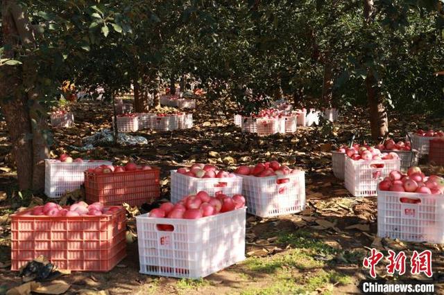 陕西洛川：早熟苹果迎丰收 果农田间采摘忙