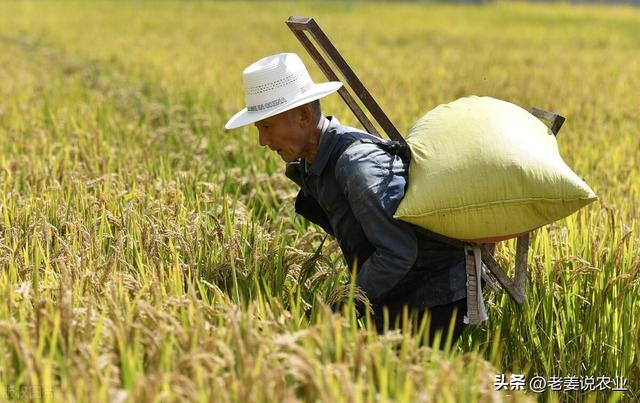 水稻价格开始落价，2023年10月11日最新水稻价格行情