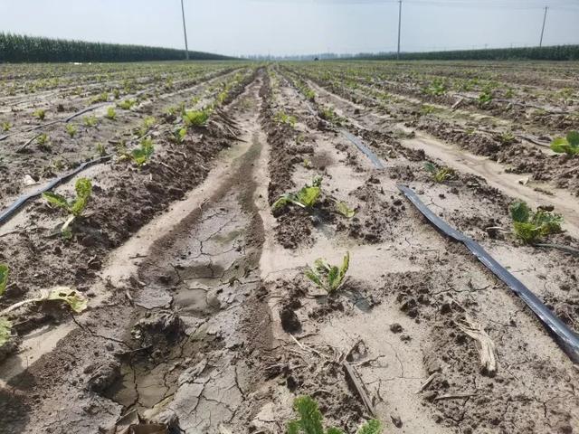 蔡牛镇：调整种植结构 助力农民增收