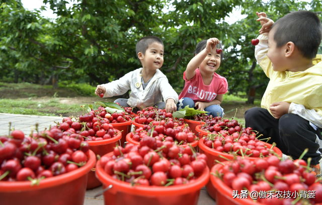 大樱桃如何种植管理才能更高产？1-12月份全年管理重点要记好