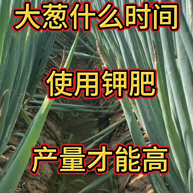 大葱什么时间使用钾肥，产量才最高？@抖音短视频